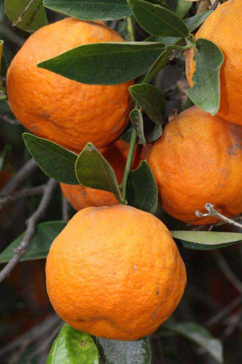 dancy tangerine